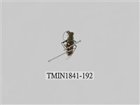 藏品(菲律賓產昆蟲)的圖片